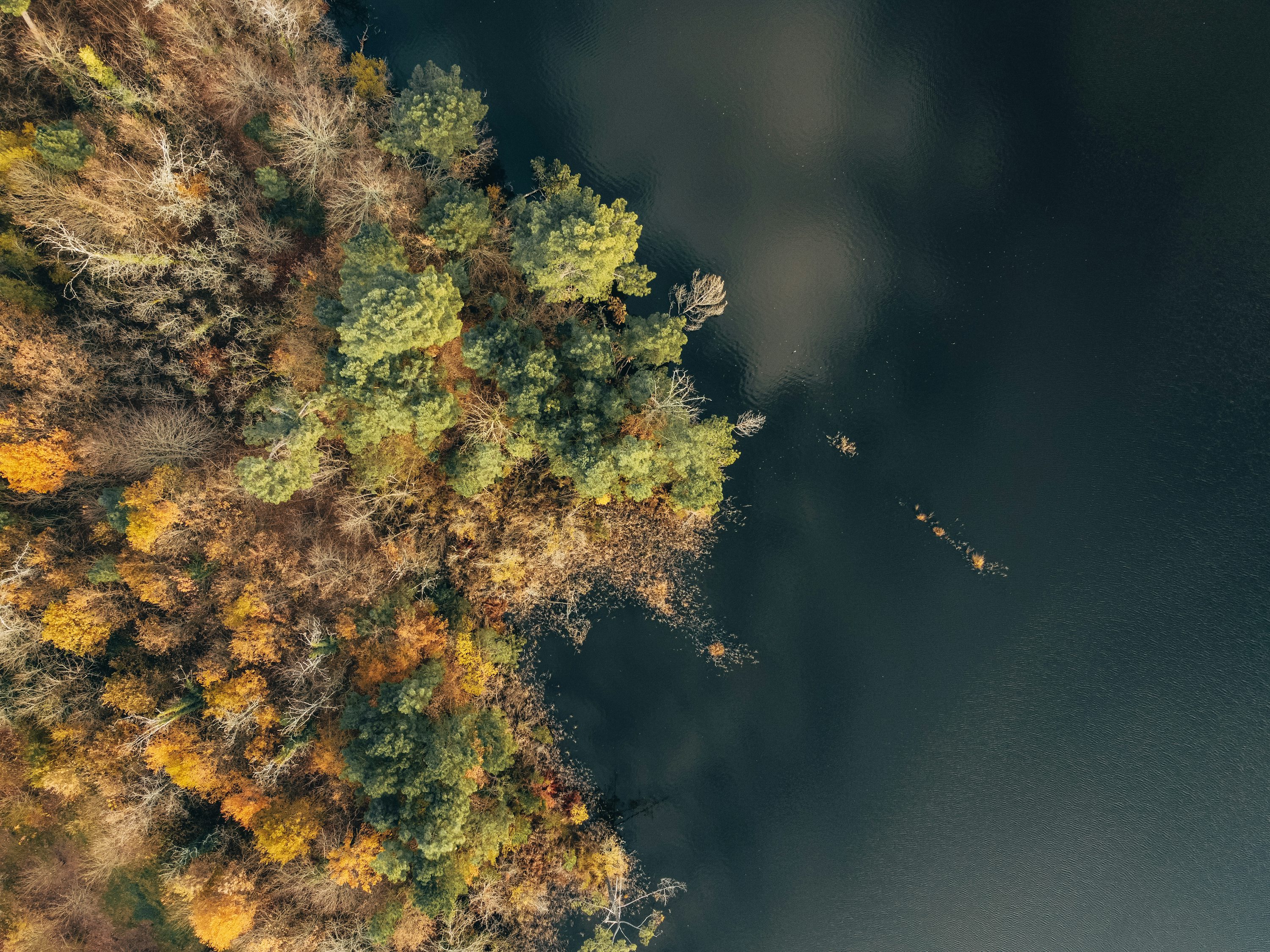 drone for wildlife monitoring with 4k camera in UK