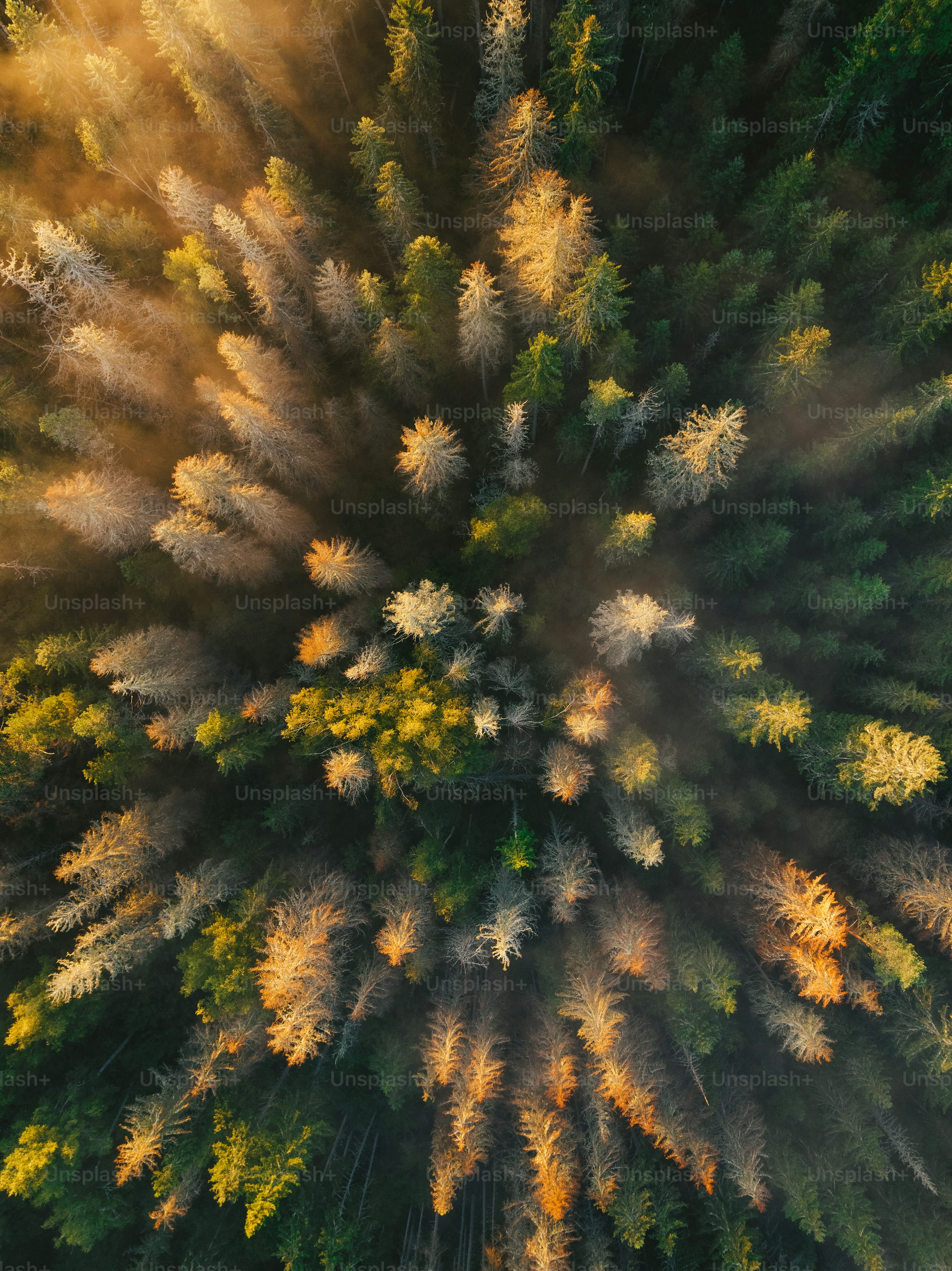 camera drones for wildlife monitoring with dual camera