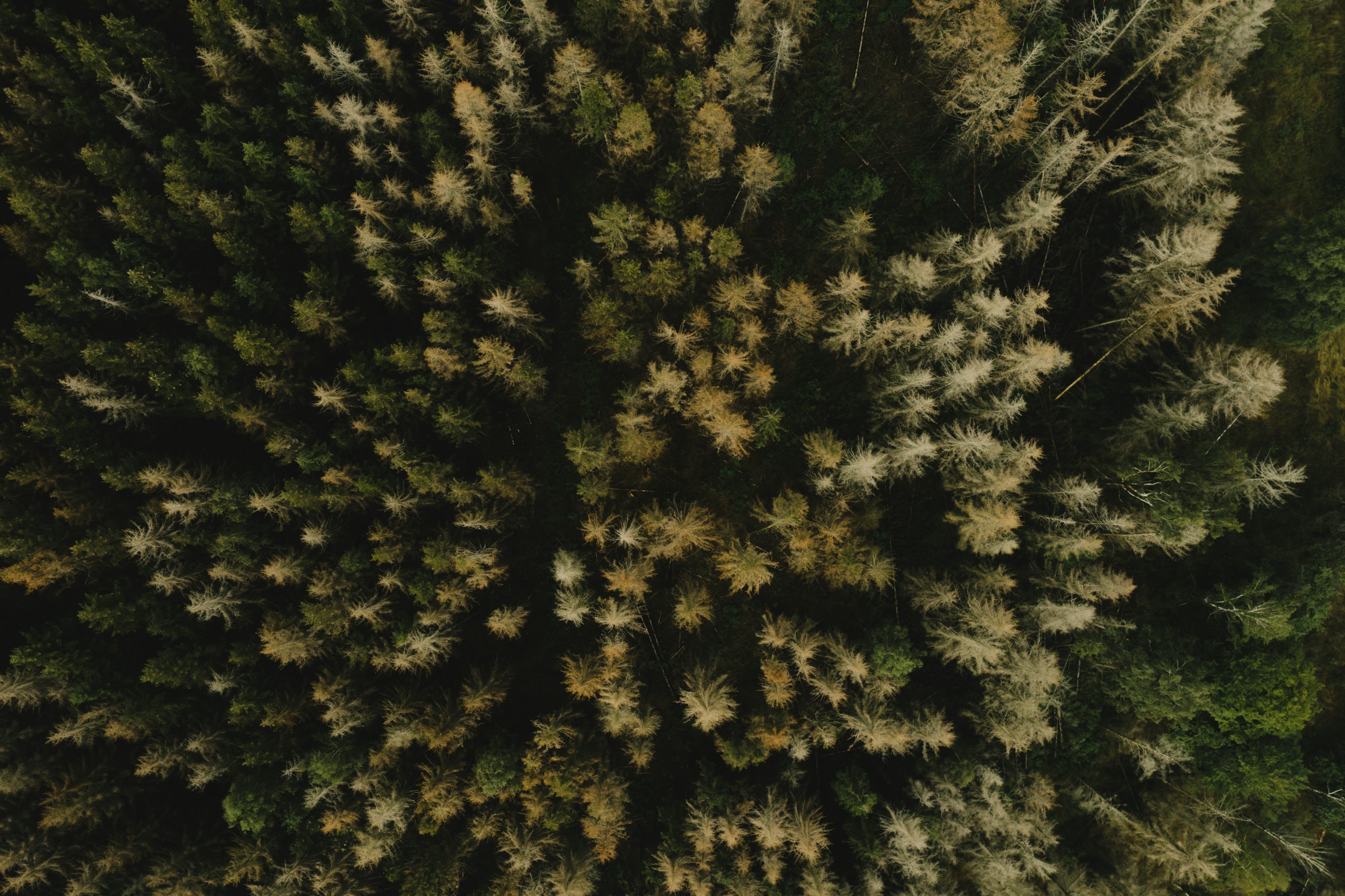 professional drone for wildlife monitoring with first person view in Los Angeles
