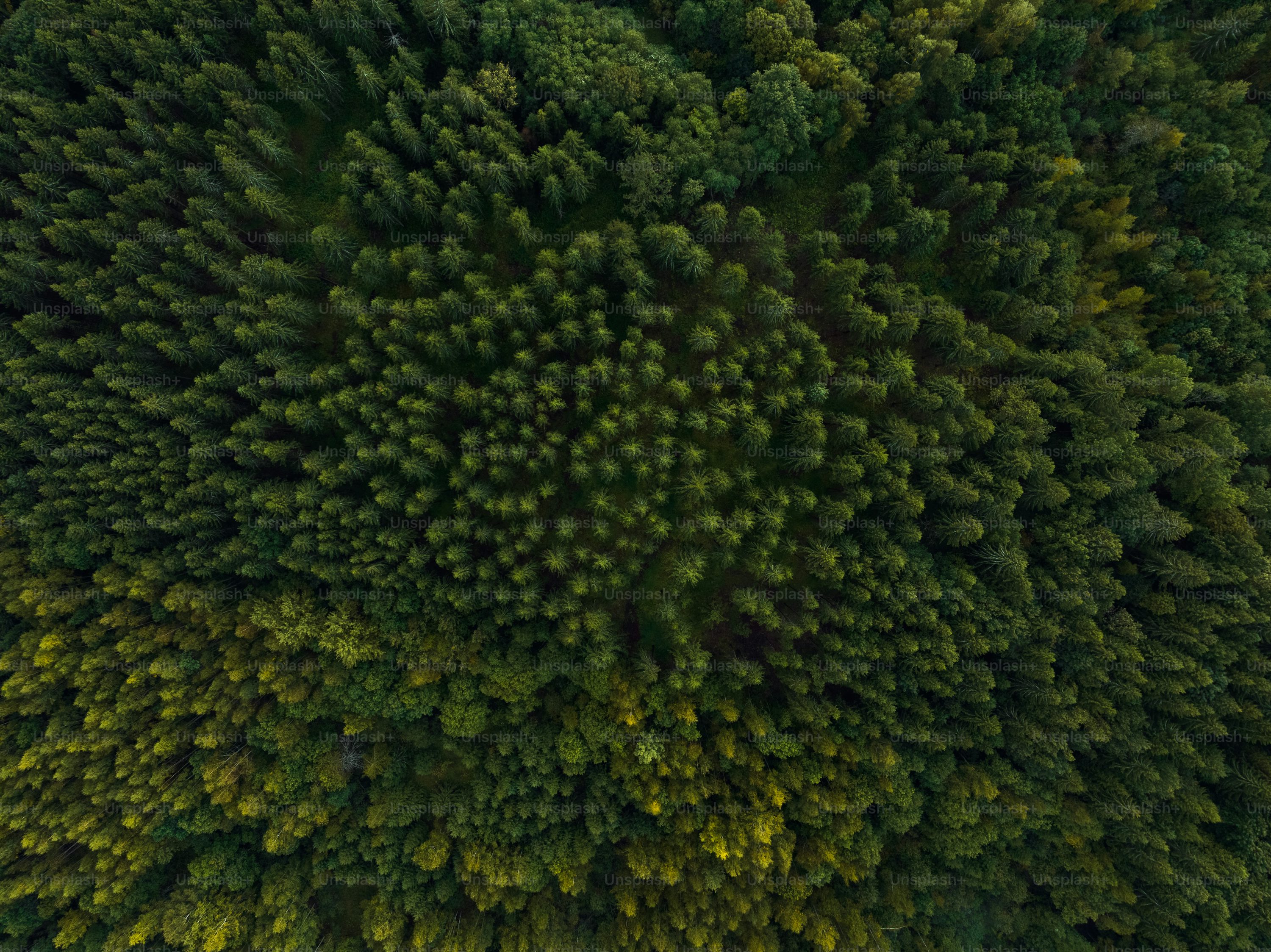 quadcopters for cinematography with altitude hold in Australia