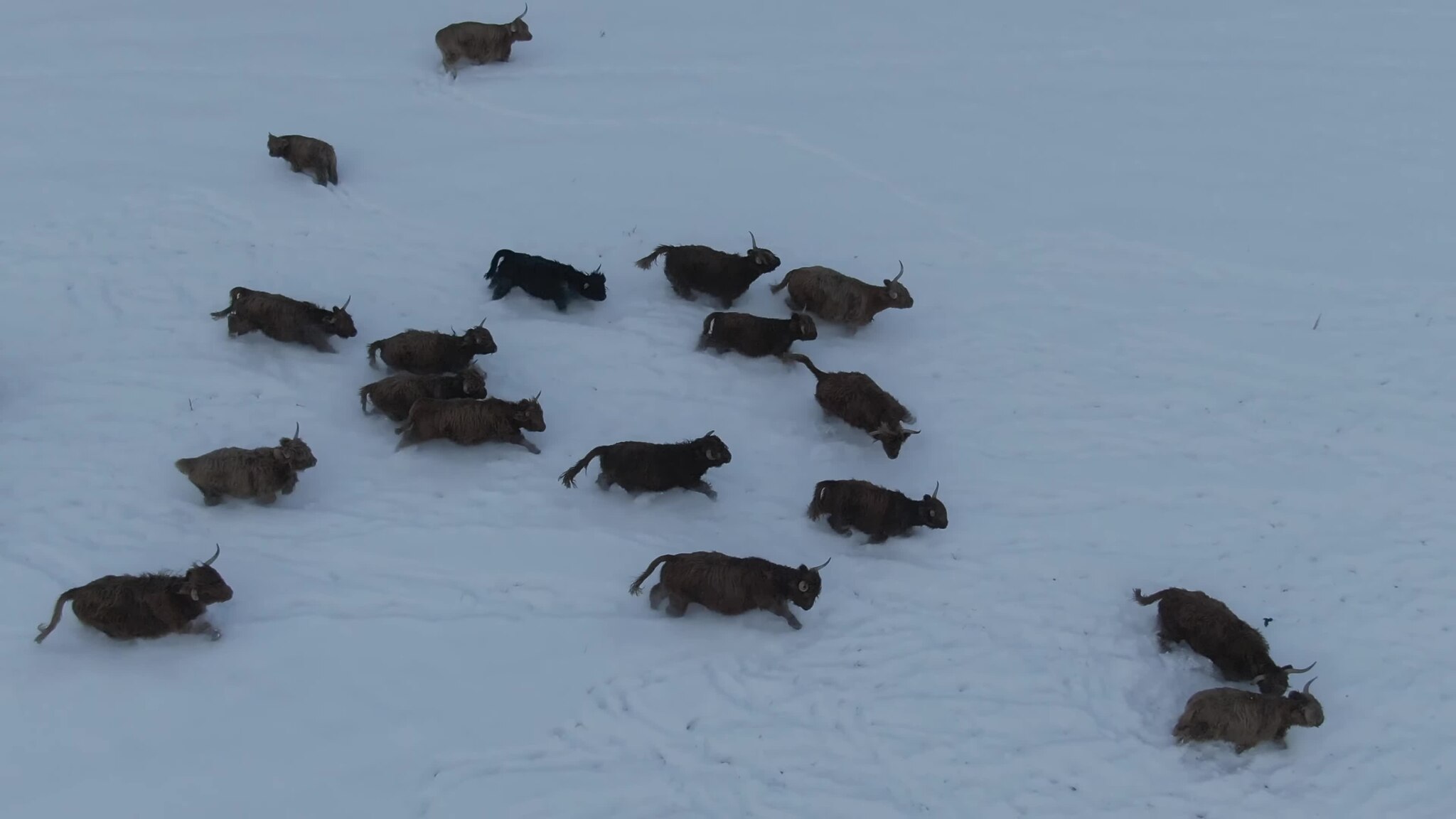 uavs for wildlife monitoring with 1080p camera in Sydney